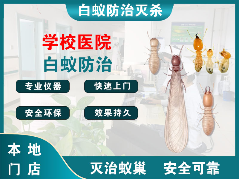 金华市学校医院白蚁防治